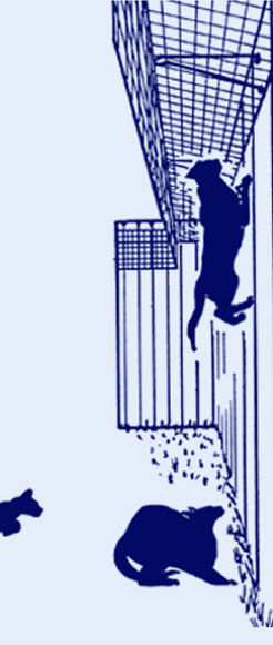 invisible cat fence